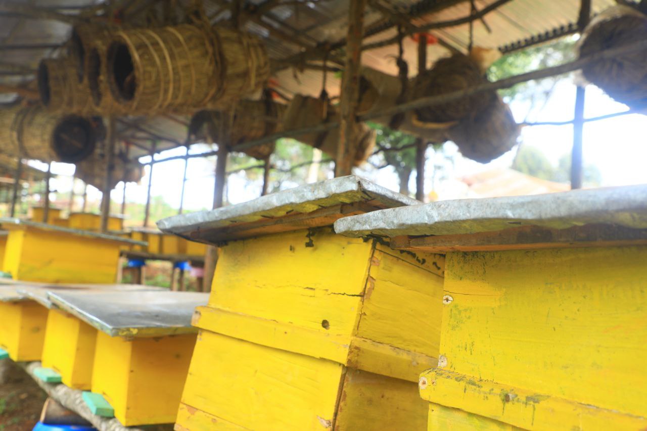 Apiculture Export